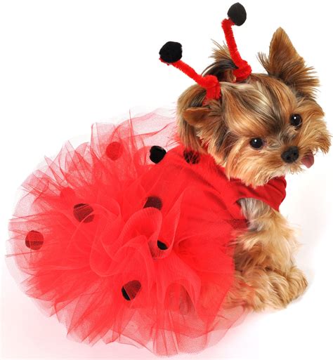 halloween costumes for a puppy