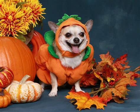 halloween dog costumes