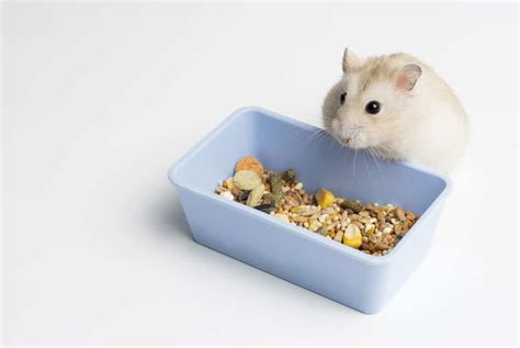 hamster and food