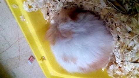 hamster explodes