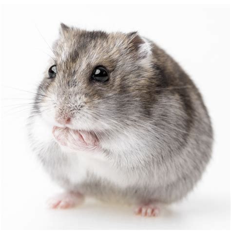 hamster for sale near me