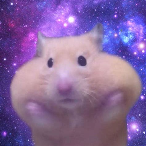 hamster galaxy