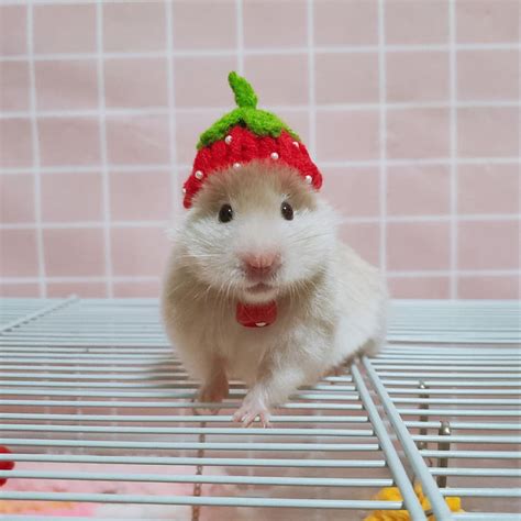 hamster hat