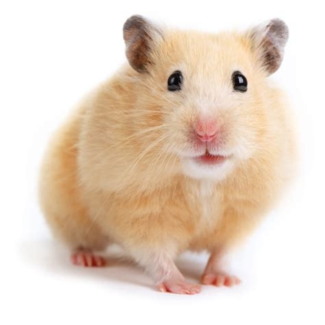 hamster live for sale