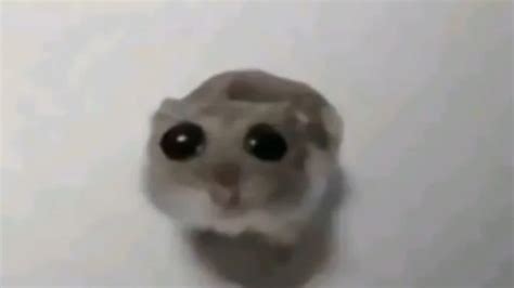 hamster meem