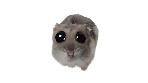 hamster meme big eyes