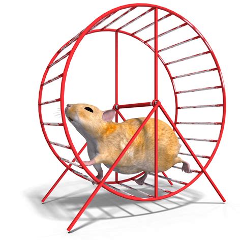 hamster on a wheel