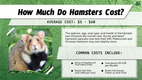 hamster prices