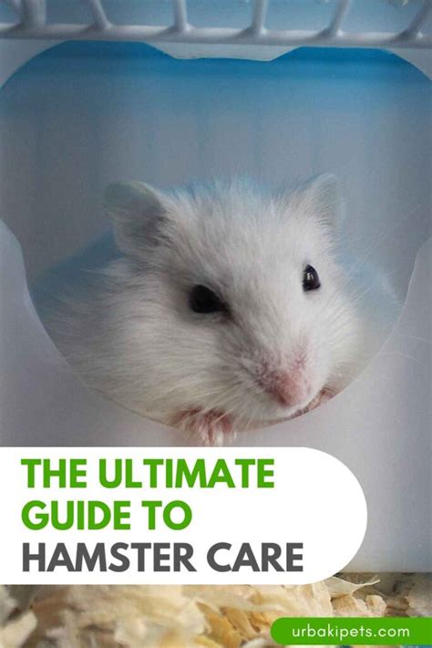 hamstercom: The Ultimate Guide to Hamster Care