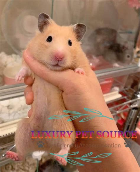 hamsters for sale near me