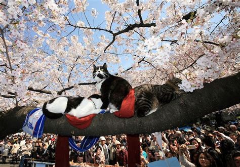 hanami cat