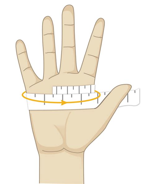 hand circumference