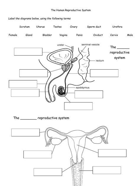 handout for female reproductive system Ebook Epub