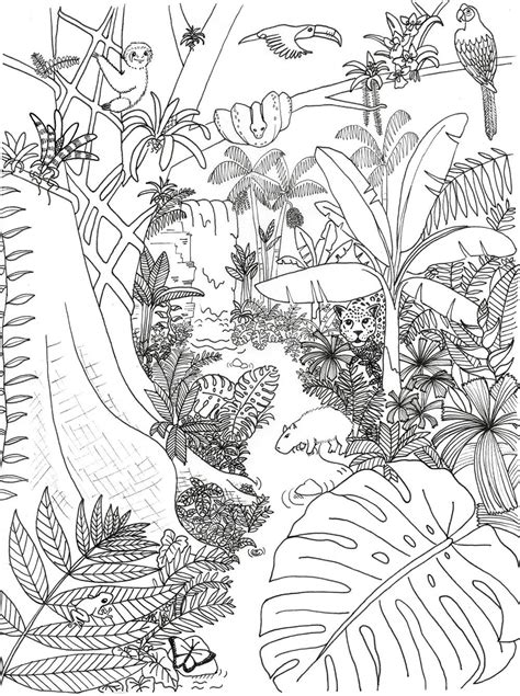 happy coloring 5 tropical forest coloring pages for adults Reader