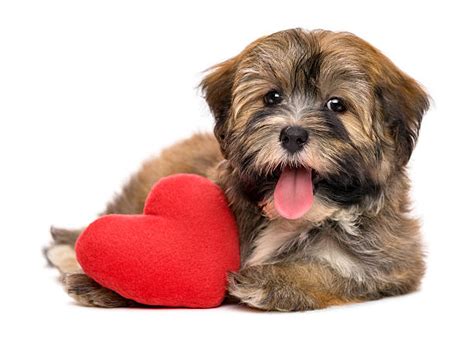 happy hearts havanese royalty