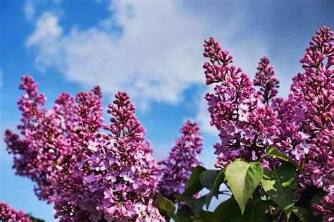 hardy ornamental flowering trees shrubs Reader