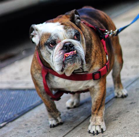 harness for english bulldog