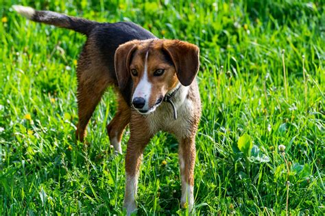 harrier hound