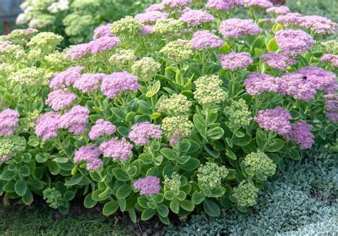 hatch s perennials salvia and sedum hatch s perennials salvia and sedum Epub