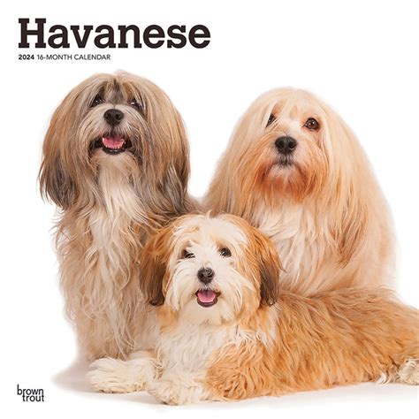 havanese 2015 square 12x12 Doc