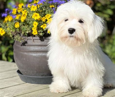 havanese puppy cut