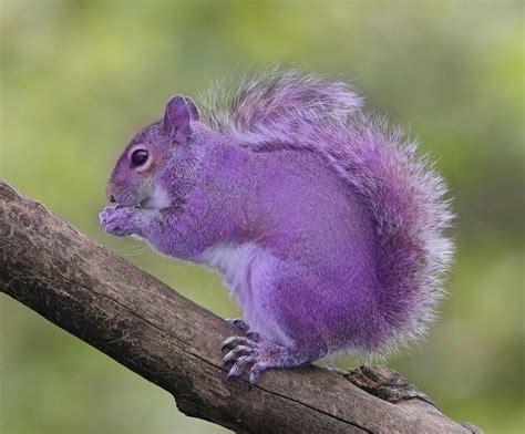 have ever seen purple squirrel Reader