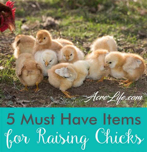 have fun raising baby chickens how to raise baby chickens Reader