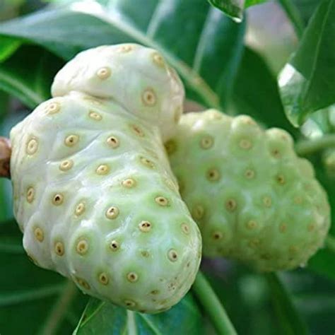 hawaiian noni morinda citrifolia hawaiian noni morinda citrifolia PDF