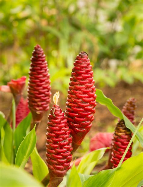 hawaiis native plants Kindle Editon