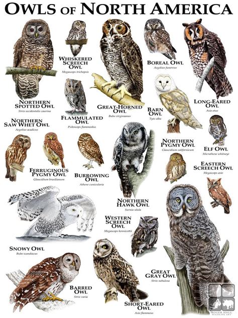 hawks and owls of eastern north america Reader