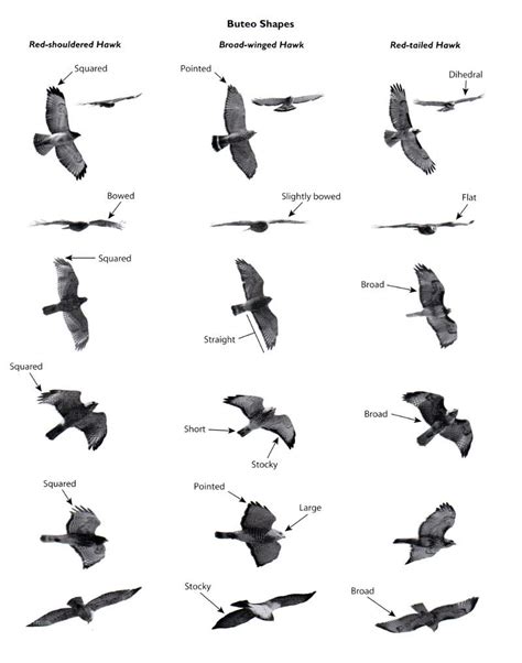 hawks from every angle how to identify raptors in flight Doc
