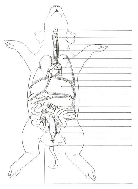 hbj fetal pig drawings PDF