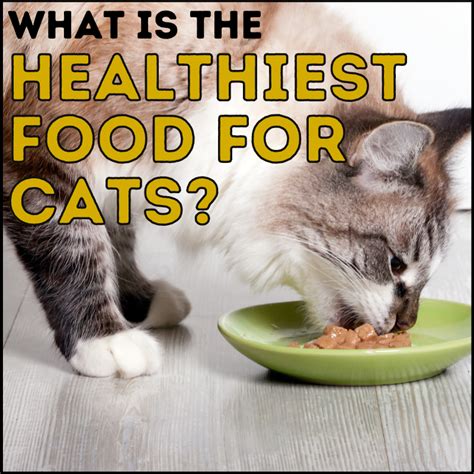 healthiest cat food for cats