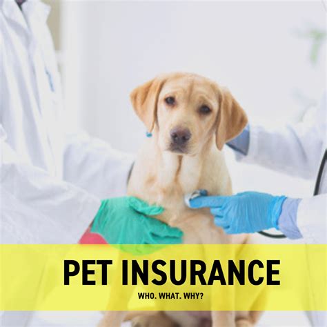 healthy pet insurance