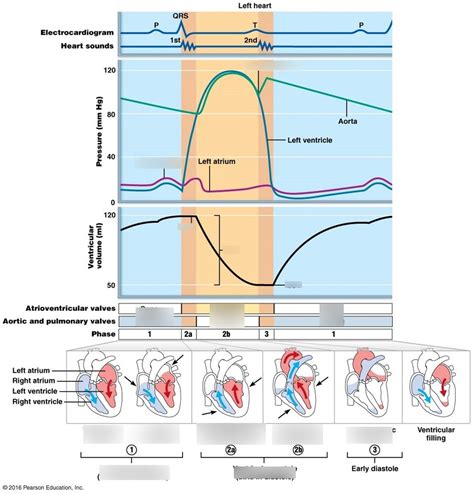 heart development volume 342 heart development volume 342 Epub