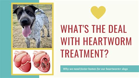 heartworm treatment for dogs