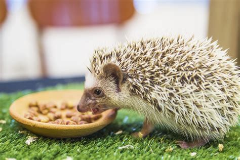 hedgehog food