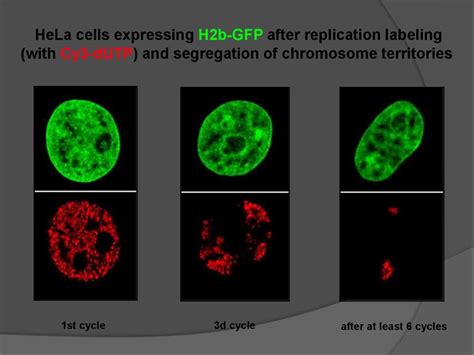 hela cells study guide answers Epub