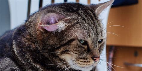 hematoma in a cat's ear