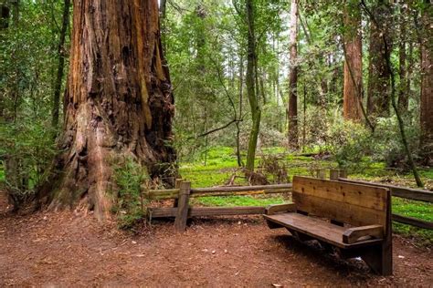 henry redwood state park