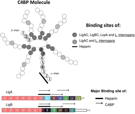 heparin binding proteins heparin binding proteins Epub