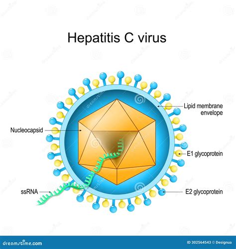 hepatitis c virus hepatitis c virus Doc