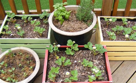 herb gardening for the midwest Reader