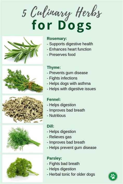 herbs good for dogs