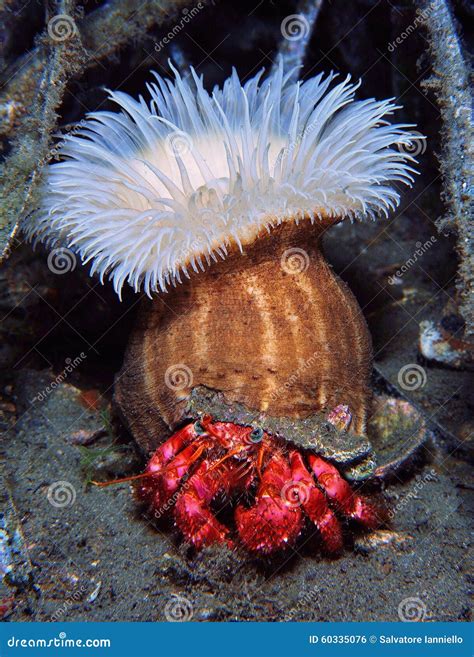 hermit crab and sea anemone how are they benift