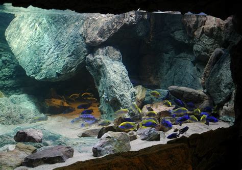 het aquarium bouw inrichting en bevolking Epub