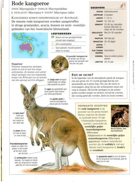 het dierenrijk wie ben jij kangoeroe PDF