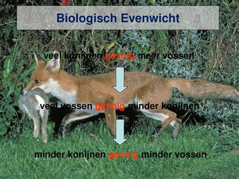 het evenwicht in de natuur 6 informatie PDF