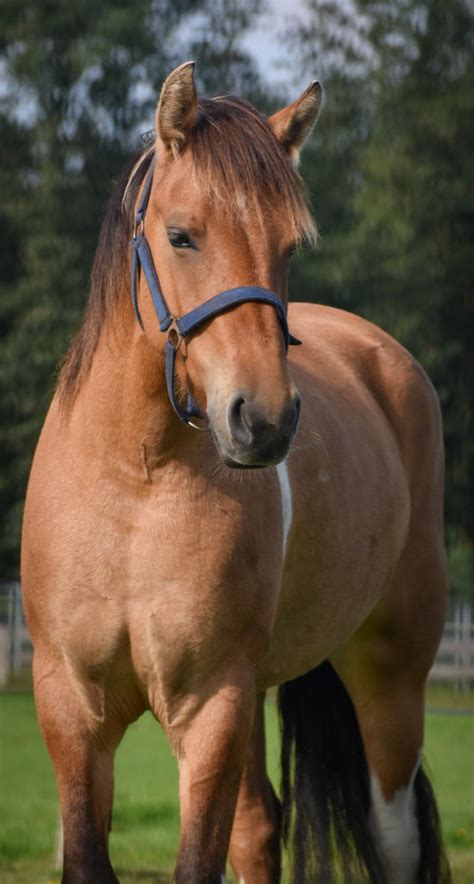 het fjordenpaard 10 jaar in nederland PDF