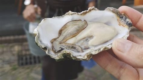 het lot van de oester Reader